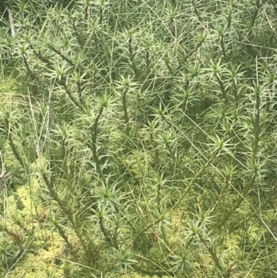 Dracophyllum continentis (Candle Heath) at Cotter River, ACT - 6 Dec 2022 by Tapirlord