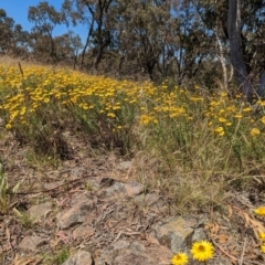 Xerochrysum viscosum (Sticky Everlasting) at Isaacs, ACT - 27 Dec 2022 by stofbrew