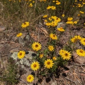 Xerochrysum viscosum at Isaacs, ACT - 27 Dec 2022