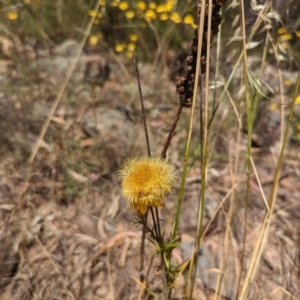 Xerochrysum viscosum at Isaacs, ACT - 27 Dec 2022