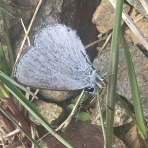 Candalides heathi at Cotter River, ACT - 6 Dec 2022