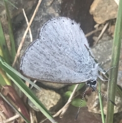 Candalides heathi at Cotter River, ACT - 6 Dec 2022