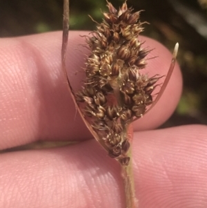 Luzula alpestris at Cotter River, ACT - 6 Dec 2022