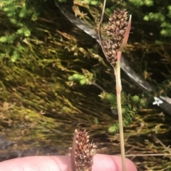 Luzula alpestris at Cotter River, ACT - 6 Dec 2022