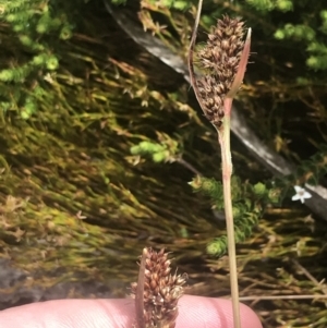 Luzula alpestris at Cotter River, ACT - 6 Dec 2022 10:25 AM