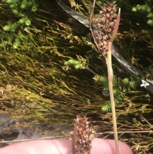 Luzula alpestris at Cotter River, ACT - 6 Dec 2022