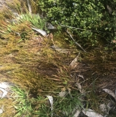 Luzula alpestris at Cotter River, ACT - 6 Dec 2022