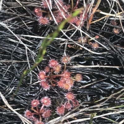 Drosera peltata (Shield Sundew) at Cotter River, ACT - 6 Dec 2022 by Tapirlord