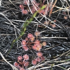 Drosera peltata (Pale Sundew) at Cotter River, ACT - 5 Dec 2022 by Tapirlord