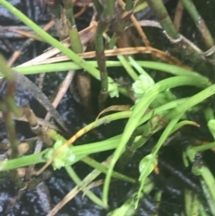 Isolepis gaudichaudiana (Benambra Club-sedge) at Cotter River, ACT - 5 Dec 2022 by Tapirlord