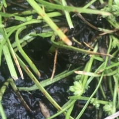 Isolepis gaudichaudiana at Cotter River, ACT - 6 Dec 2022 10:22 AM