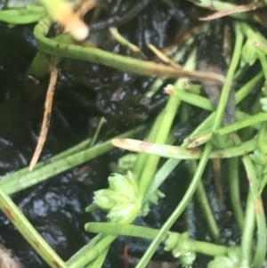 Isolepis gaudichaudiana at Cotter River, ACT - 6 Dec 2022 10:22 AM