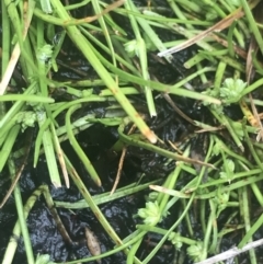 Isolepis gaudichaudiana at Cotter River, ACT - 6 Dec 2022 10:22 AM