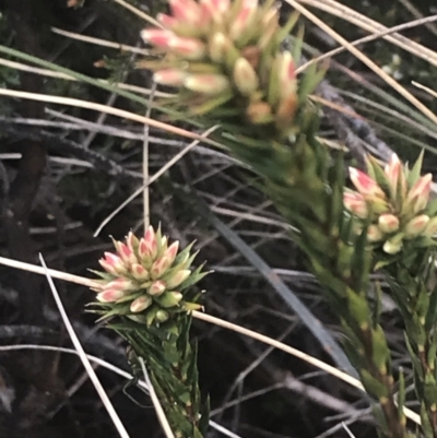 Epacris paludosa (Alpine Heath) at Namadgi National Park - 5 Dec 2022 by Tapirlord