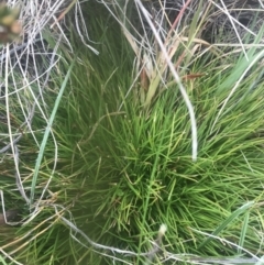 Oreobolus distichus (Fan Tuft-rush) at Namadgi National Park - 5 Dec 2022 by Tapirlord