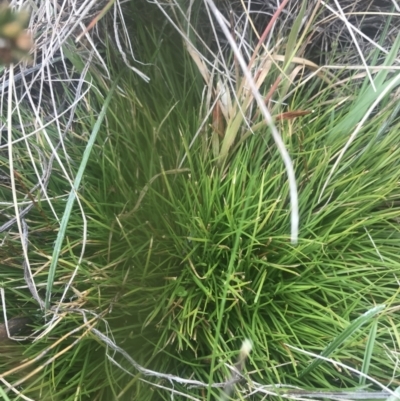 Oreobolus distichus (Fan Tuft-rush) at Namadgi National Park - 5 Dec 2022 by Tapirlord