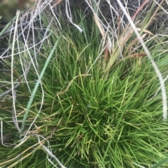 Oreobolus distichus at Cotter River, ACT - 6 Dec 2022