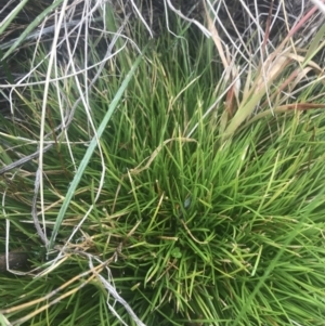 Oreobolus distichus at Cotter River, ACT - 6 Dec 2022