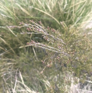 Baeckea gunniana at Cotter River, ACT - 6 Dec 2022 10:13 AM