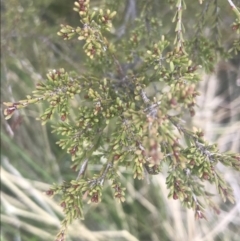 Baeckea gunniana at Cotter River, ACT - 6 Dec 2022 10:13 AM