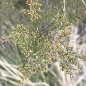 Baeckea gunniana at Cotter River, ACT - 6 Dec 2022