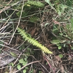 Blechnum penna-marina subsp. alpina (Alpine Water Fern) at Cotter River, ACT - 5 Dec 2022 by Tapirlord