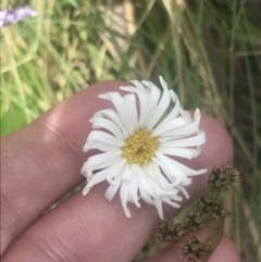 Brachyscome decipiens (Field Daisy) at Cotter River, ACT - 6 Dec 2022 by Tapirlord