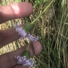 Brachyscome decipiens at Cotter River, ACT - 6 Dec 2022