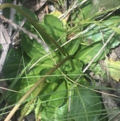 Brachyscome decipiens at Cotter River, ACT - 6 Dec 2022