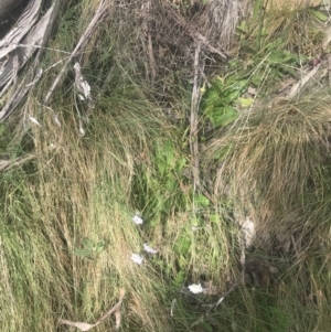 Brachyscome decipiens at Cotter River, ACT - 6 Dec 2022