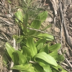 Podolepis robusta at Cotter River, ACT - 6 Dec 2022 09:33 AM