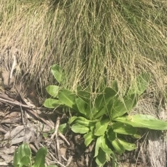 Podolepis robusta at Cotter River, ACT - 6 Dec 2022