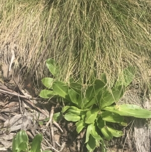 Podolepis robusta at Cotter River, ACT - 6 Dec 2022