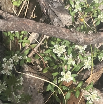 Poranthera microphylla (Small Poranthera) at Cotter River, ACT - 6 Dec 2022 by Tapirlord
