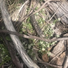 Poranthera microphylla at Cotter River, ACT - 6 Dec 2022 09:33 AM