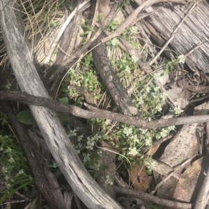 Poranthera microphylla at Cotter River, ACT - 6 Dec 2022