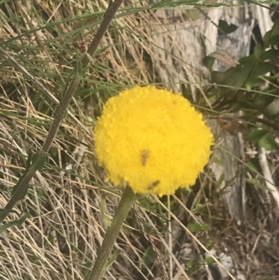 Craspedia aurantia var. jamesii (Large Alpine Buttons) at Cotter River, ACT - 6 Dec 2022 by Tapirlord