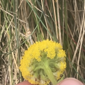 Craspedia aurantia var. jamesii at Cotter River, ACT - suppressed