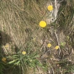 Craspedia aurantia var. jamesii at Cotter River, ACT - suppressed