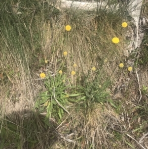 Craspedia aurantia var. jamesii at Cotter River, ACT - suppressed