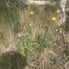 Craspedia aurantia var. jamesii at Cotter River, ACT - 6 Dec 2022