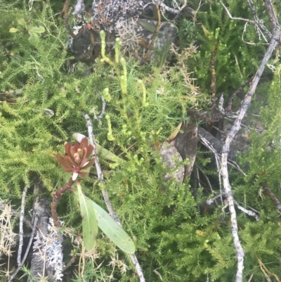 Lycopodium fastigiatum (Alpine Club Moss) at Namadgi National Park - 5 Dec 2022 by Tapirlord