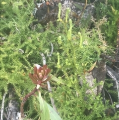 Austrolycopodium fastigiatum at Cotter River, ACT - 6 Dec 2022