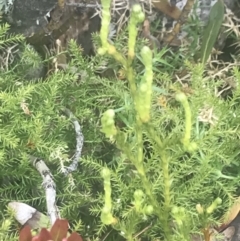 Austrolycopodium fastigiatum at Cotter River, ACT - 6 Dec 2022 09:21 AM