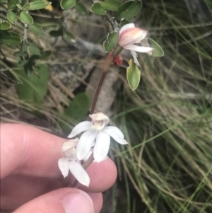 Caladenia alpina at Cotter River, ACT - suppressed