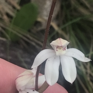 Caladenia alpina at Cotter River, ACT - suppressed