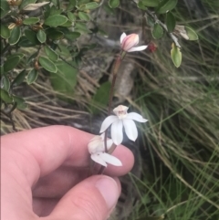 Caladenia alpina at Cotter River, ACT - suppressed