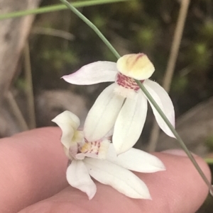 Caladenia alpina at Cotter River, ACT - suppressed