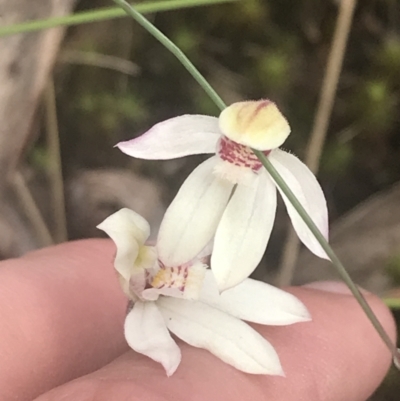 Caladenia alpina (Mountain Caps) at Cotter River, ACT - 5 Dec 2022 by Tapirlord