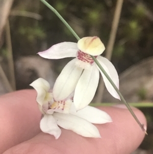 Caladenia alpina at Cotter River, ACT - 6 Dec 2022